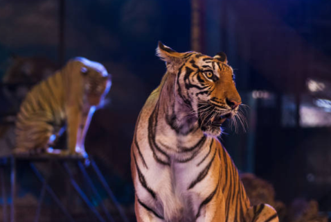 Haute-Garonne : Corinne Vignon alerte (de nouveau) le gouvernement sur la détention d’animaux sauvages par les cirques itinérants