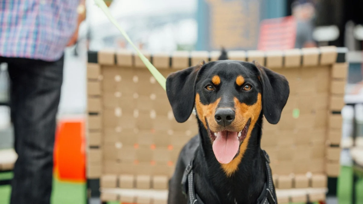 « Ces événements favorisent l’achat impulsif », une députée veut interdire la vente de chiens et de chats dans les salons
