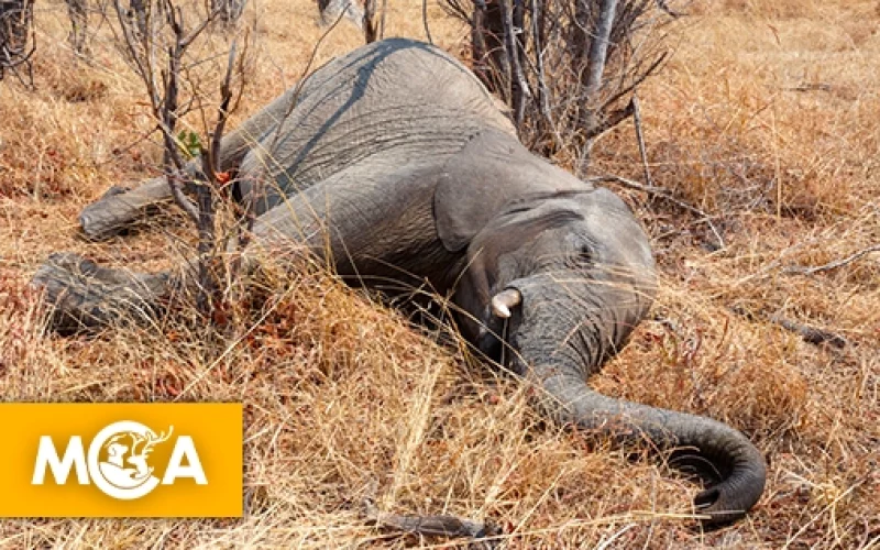 1761746910-elephant3