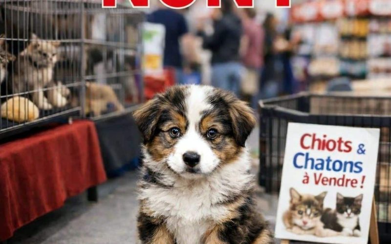 Vers-linterdiction-des-foires-et-salons-de-chats-et-de-chiots