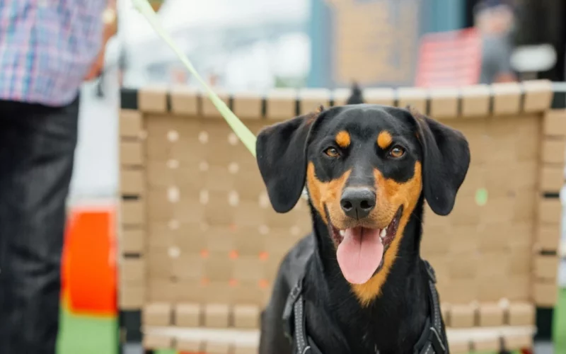 ces-evenements-favorisent-l-achat-impulsif-une-deputee-veut-interdire-la-vente-de-chiens-et-de-chats-dans-les-salons