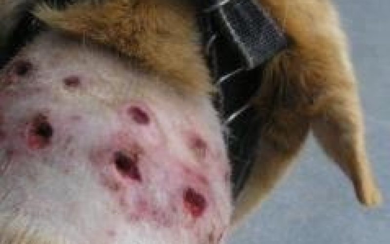 collier-c3a0-pique (1)