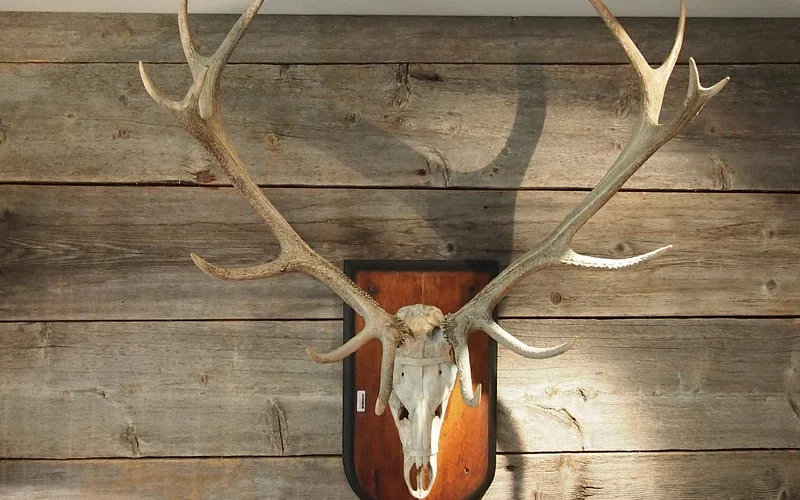 czNmcy1wcml2YXRlL3Jhd3BpeGVsX2ltYWdlcy93ZWJzaXRlX2NvbnRlbnQvbHIvZnJhbnRsZXJfdHJvcGh5X3dvb2RfaGlyc2NoLWltYWdlLWt5Y2lkNmVxLmpwZw