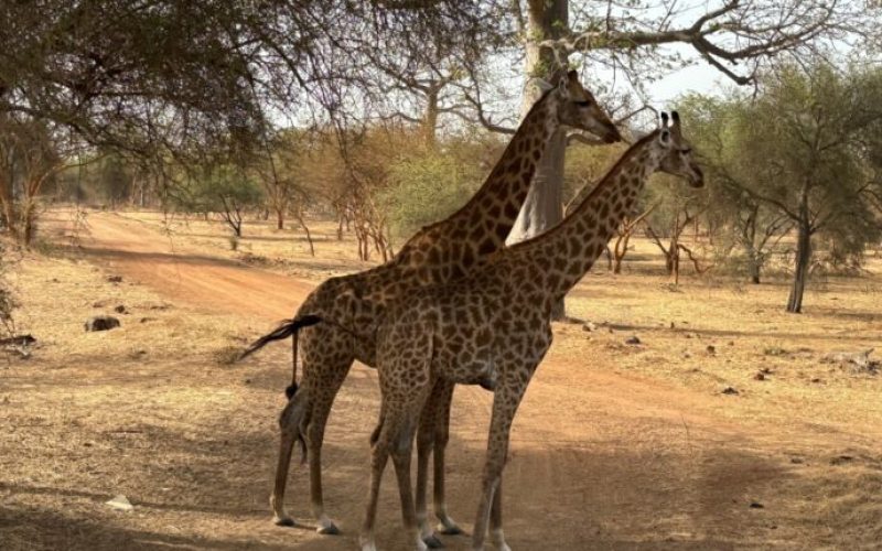 girafes-david-savary-750x430